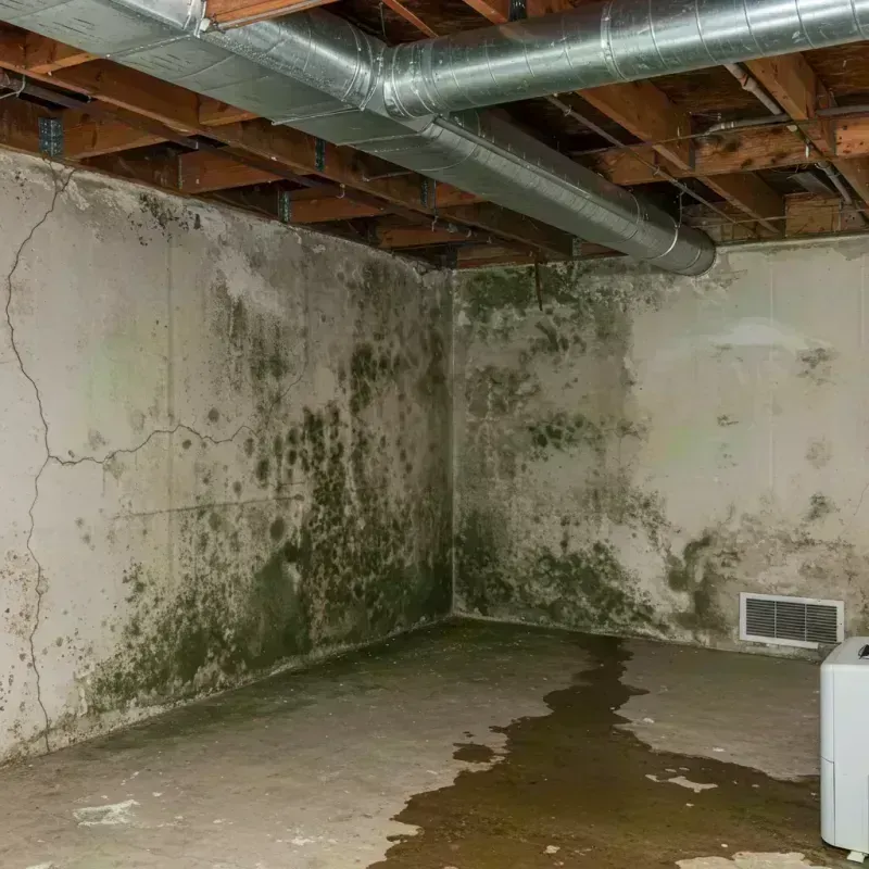 Professional Mold Removal in Fairview Heights, IL